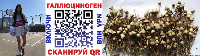 Галлюциногенные грибы Psilocybine cubensis  Тында 